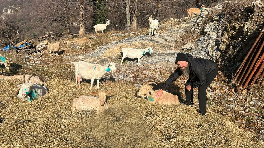Canzo – Strage di capre, ma poteva andare peggio. Canzo – Strage di capre, ma poteva andare peggio.